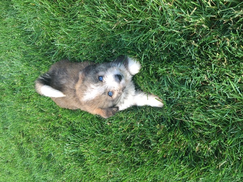Medium Photo #1 Poodle (Miniature)-Siberian Husky Mix Puppy For Sale in KILLBUCK, OH, USA