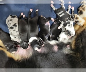 Miniature Australian Shepherd Litter for sale in BOGALUSA, LA, USA