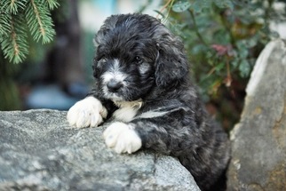 Pyredoodle Litter for sale in BOWLING GREEN, OH, USA
