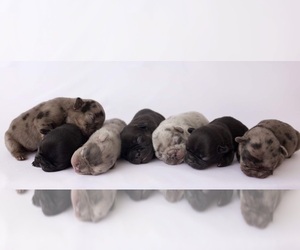 French Bulldog Litter for sale in DALLAS, TX, USA