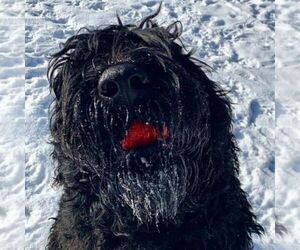 Black Russian Terrier Litter for sale in CHARLESTON, WV, USA