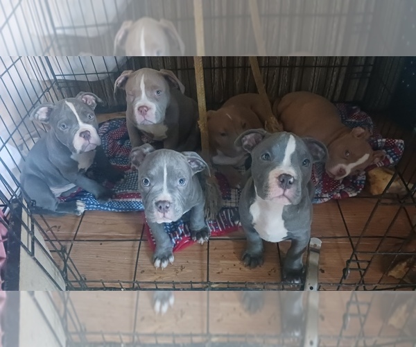 Medium Photo #1 American Bully Puppy For Sale in COMMERCE CITY, CO, USA
