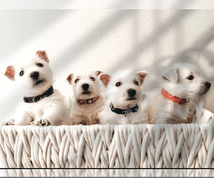 West Highland White Terrier Litter for sale in SAN ANTONIO, TX, USA