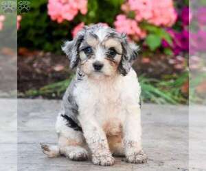 Cavapoo Litter for sale in MILLERSBURG, PA, USA