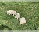 Small Great Pyrenees