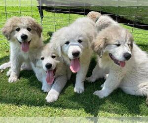Great Pyrenees Litter for sale in ROBBINS, NC, USA