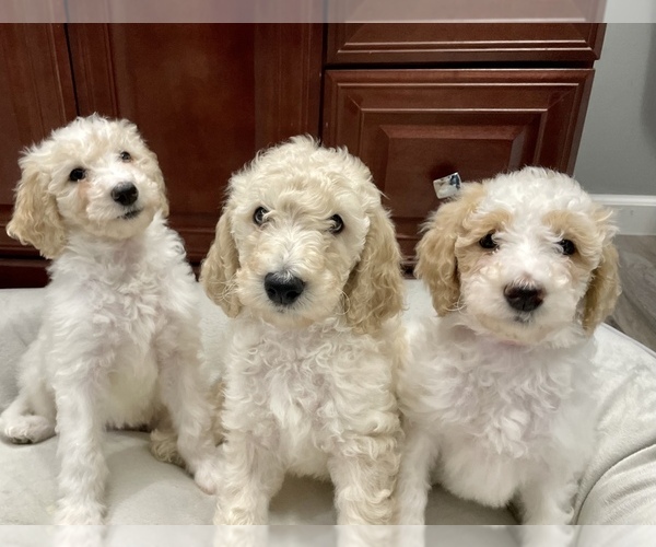 Medium Photo #1 Double Doodle Puppy For Sale in GREENSBURG, IN, USA