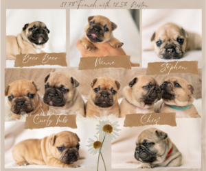 Faux Frenchbo Bulldog Litter for sale in LUCEDALE, MS, USA