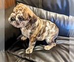 Small Photo #1 Bulldog Puppy For Sale in GREEN FOREST, AR, USA