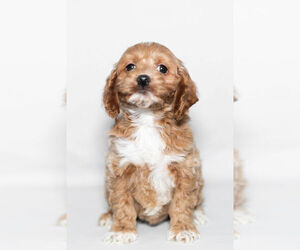Cockapoo Litter for sale in NAPPANEE, IN, USA