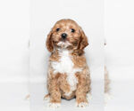 Small Photo #1 Cockapoo Puppy For Sale in NAPPANEE, IN, USA