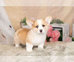 Small Pembroke Welsh Corgi