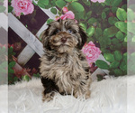 Small Schnoodle (Miniature)