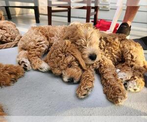 Double Doodle Litter for sale in BELLINGHAM, WA, USA