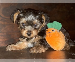 Yorkshire Terrier Litter for sale in FORT MYERS, FL, USA