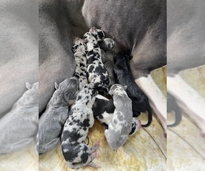 Great Dane Litter for sale in PARIS, MO, USA