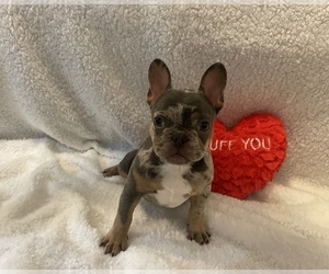 French Bulldog Litter for sale in CORAL SPRINGS, FL, USA