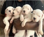 Small Dogo Argentino