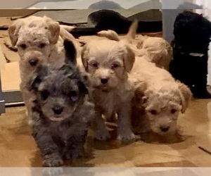 Aussiedoodle Miniature  Litter for sale in GREENWOOD, MO, USA
