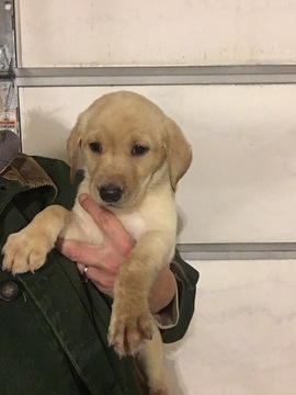 Medium Photo #1 Labrador Retriever Puppy For Sale in WATERTOWN, WI, USA