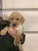 Small Photo #1 Labrador Retriever Puppy For Sale in WATERTOWN, WI, USA