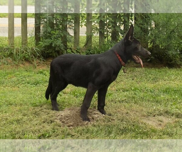 Medium Photo #1 German Shepherd Dog Puppy For Sale in HOMECROFT, IN, USA