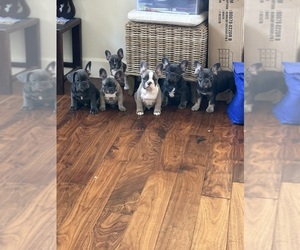French Bulldog Litter for sale in NEWBURY PARK, CA, USA