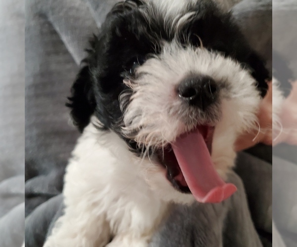 Medium Photo #1 Morkie Puppy For Sale in MESA, AZ, USA