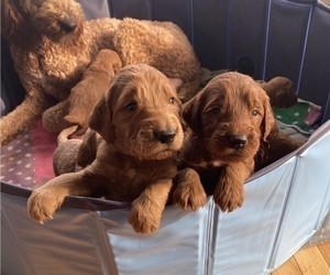 Irish Doodle Litter for sale in WHITNEY POINT, NY, USA
