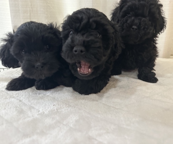 Medium Photo #1 Poodle (Miniature)-Whoodle Mix Puppy For Sale in WHITNEY, TX, USA