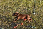 Small Vizsla-Weimaraner Mix