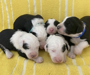 Sheepadoodle Litter for sale in MONTEVIEW, ID, USA