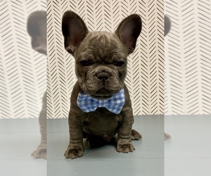 French Bulldog Litter for sale in SPRINGFIELD, OH, USA