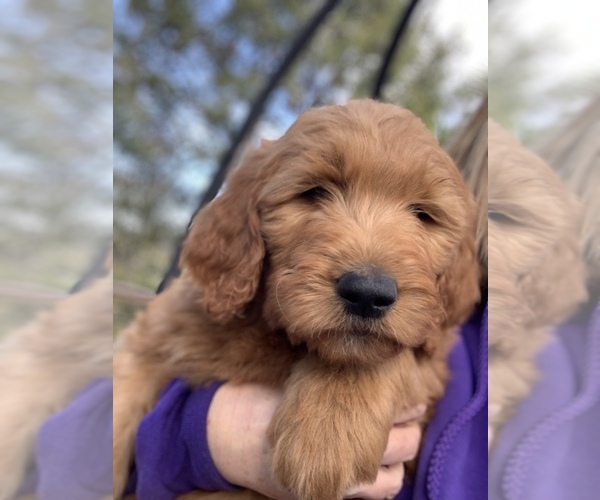 Medium Photo #1 Goldendoodle Puppy For Sale in SAN DIEGO, CA, USA