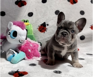 French Bulldog Litter for sale in LAS VEGAS, NV, USA
