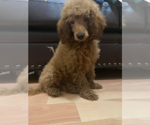 Poodle (Miniature) Litter for sale in BROOKLYN, NY, USA