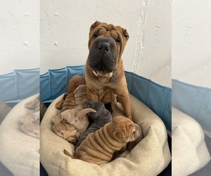 Chinese Shar-Pei Litter for sale in RIVERSIDE, CA, USA