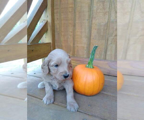 Medium Photo #1 Goldendoodle Puppy For Sale in VOLANT, PA, USA