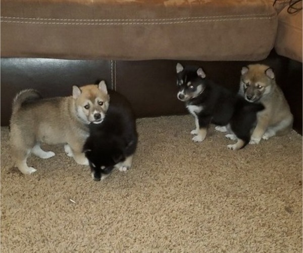 Medium Photo #1 Shiba Inu-Siberian Husky Mix Puppy For Sale in BOWLING GREEN, OH, USA