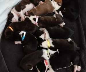 Boxer Litter for sale in PAHRUMP, NV, USA