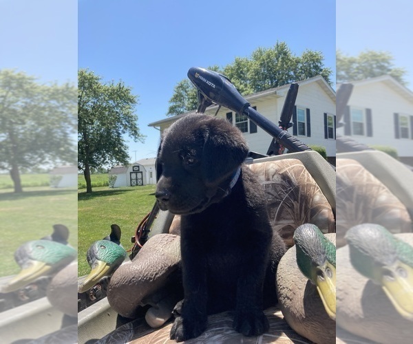 Medium Photo #1 Labrador Retriever Puppy For Sale in JERSEYVILLE, IL, USA