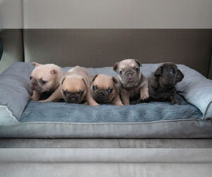 French Bulldog Litter for sale in TUSTIN, CA, USA