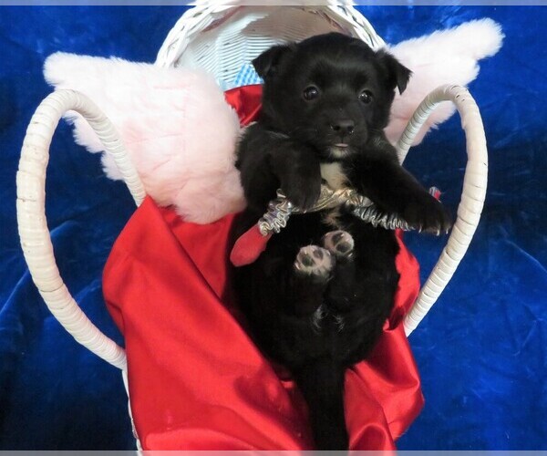 Medium Photo #1 Poo-Shi Puppy For Sale in HARTVILLE, MO, USA