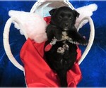 Small Photo #1 Poo-Shi Puppy For Sale in HARTVILLE, MO, USA