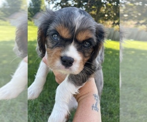 Cavalier King Charles Spaniel Litter for sale in RACINE, WI, USA