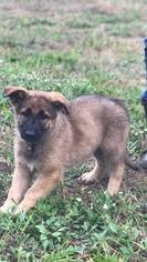 German Shepherd Dog Litter for sale in HAMMONTON, NJ, USA