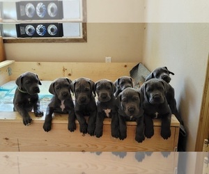 Great Dane Litter for sale in RODEO, CA, USA