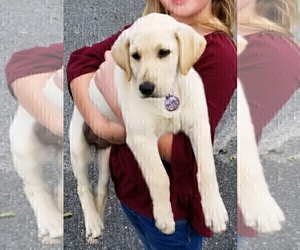 Medium Photo #1 Labrador Retriever Puppy For Sale in KATHLEEN, GA, USA