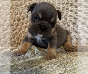 English Bulldog Litter for sale in SPRING, TX, USA