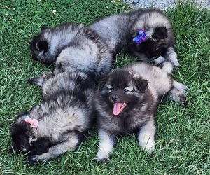 Keeshond Litter for sale in GREENVILLE, OH, USA
